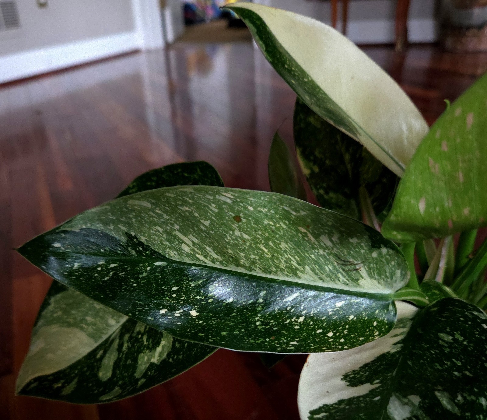 Rare XL Philodendron Congo Nuclear Galaxy Clump 17″ Tall Not Monstera Anthurium