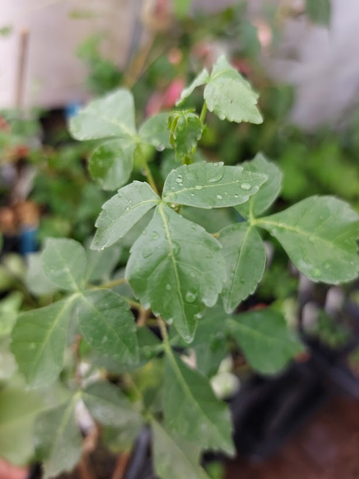 5 Seeds Commiphora berryi Balm of Gilead -Tropical Container Garden Seed Pack