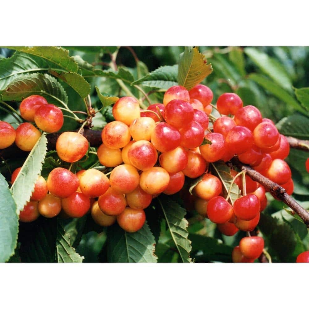 3 ft Rainier Cherry Tree with Blonde-Yellow Sweet Fruit for Garden Planting