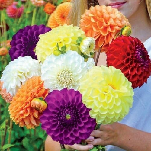 Delightful Dahlia Flower Bulb Mix – Huge Exotic Showy Blooms – Assorted Colors
