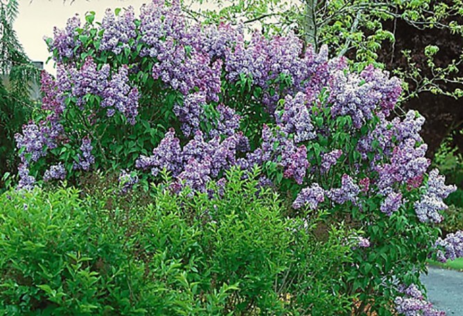 French Lilac, Syringa vulgaris, Shrub Seeds