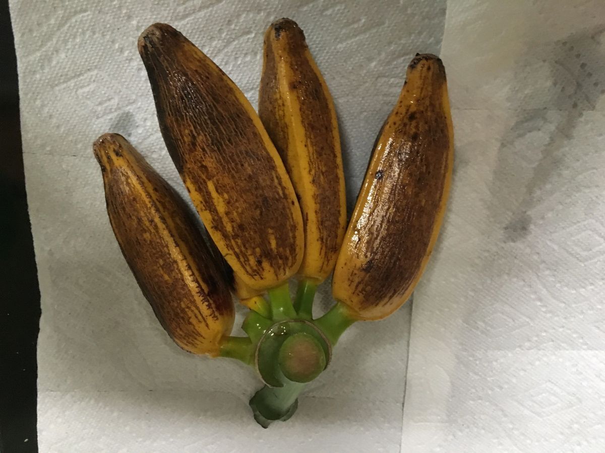 Banana Plant, Orinoco Banana, ‘Musa accuminata’