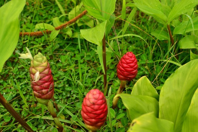 1ct Shampoo Ginger Rhizomes, Zingiber Zerumbet, Pine Cone, Free Ship