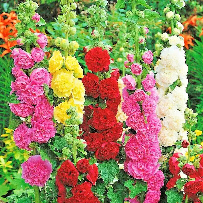 60 HOLLYHOCK RARE MIX SEEDS AUTUMN GARDEN PLANTING HUGE FLOWERS BEES BORDERS USA
