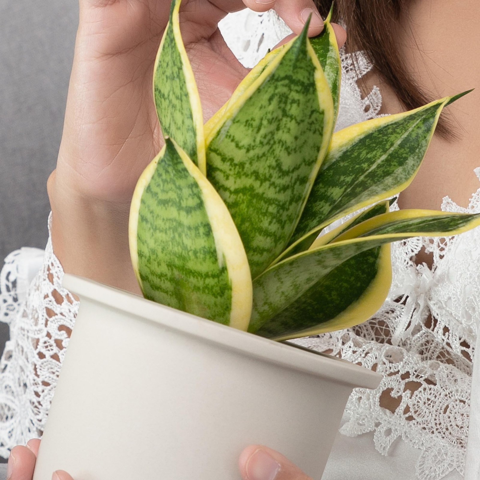 Live Snake Plant (Superba), Approx. 13″ Tall, Virtually Indestructible, Easy …