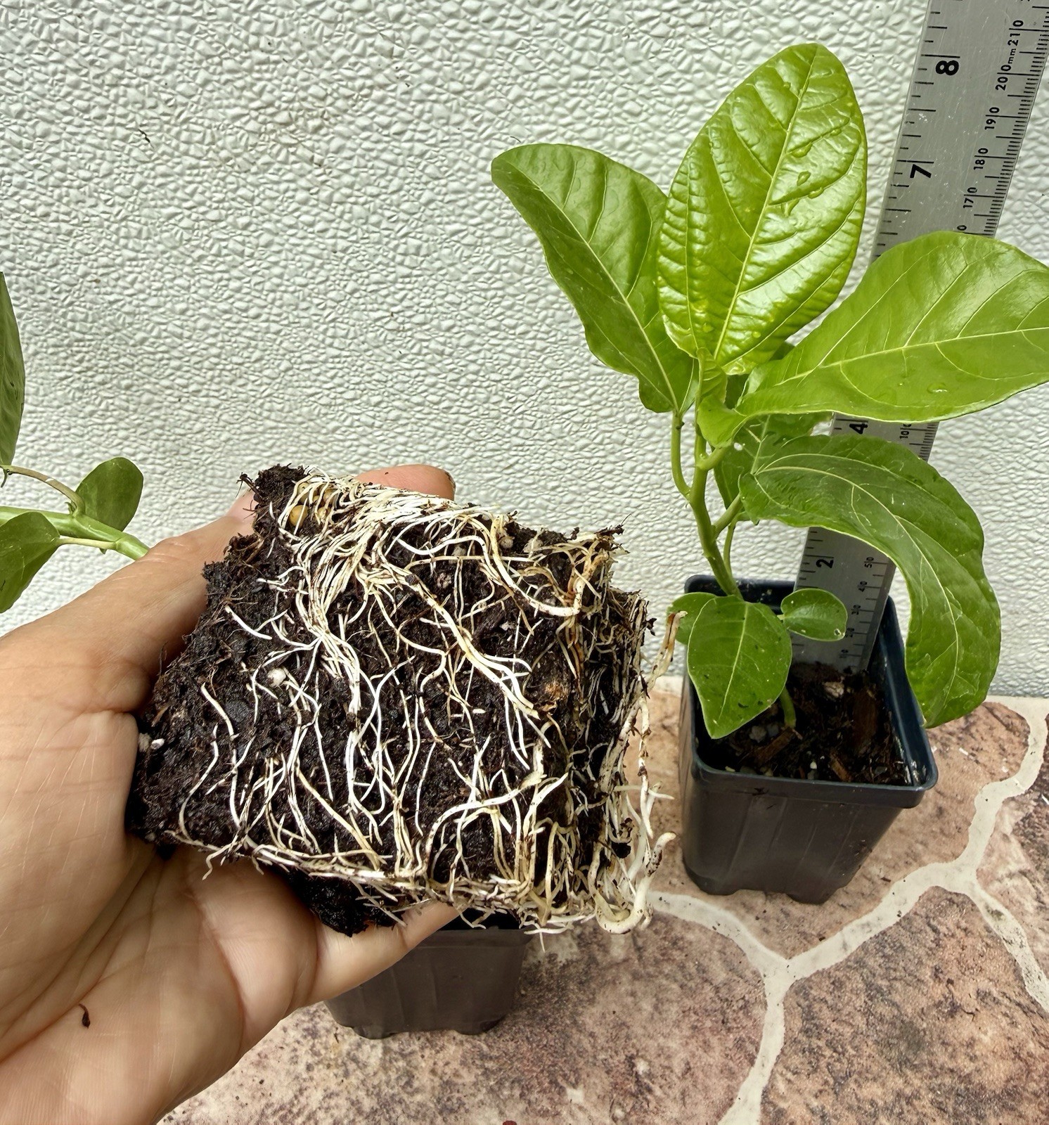 2-Purple Passion Fruit /Passiflora Edulis Live Plants 8″ Tall Had Fully Roots
