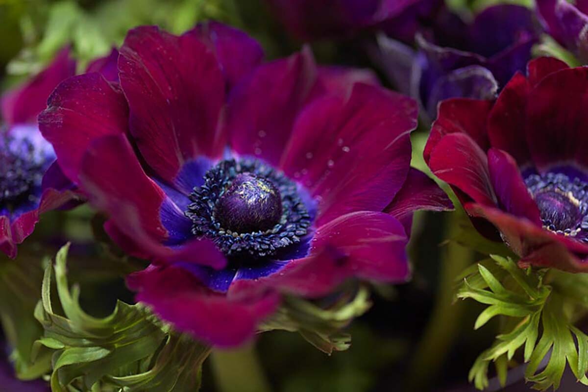 Bordeaux Anemone Windflower – 10 Bulbs – 4/5 cm Bulbs – NEW