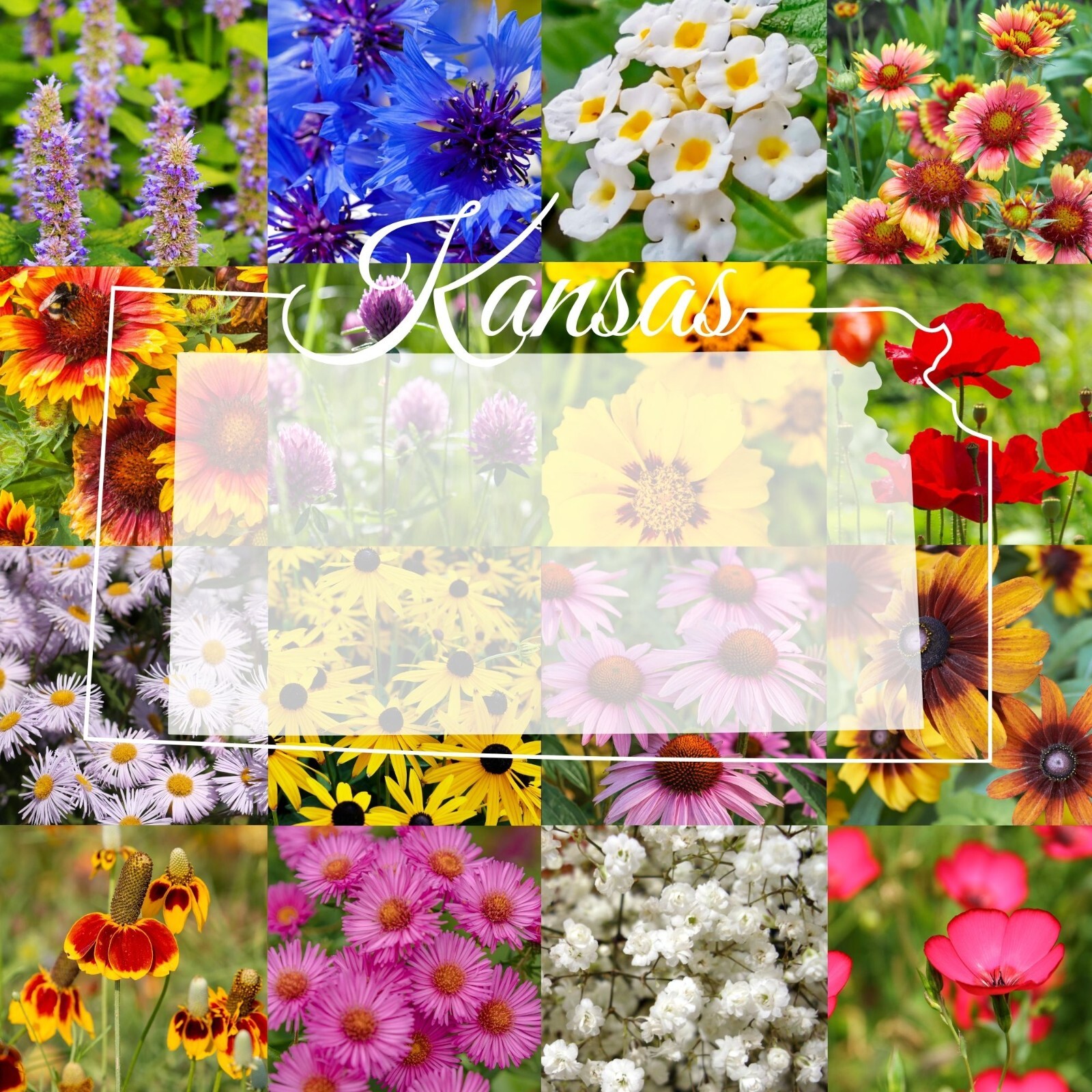 1/4LB Kansas Bulk Wildflower Seed Mix 1lb Covers 2,000sq-ft