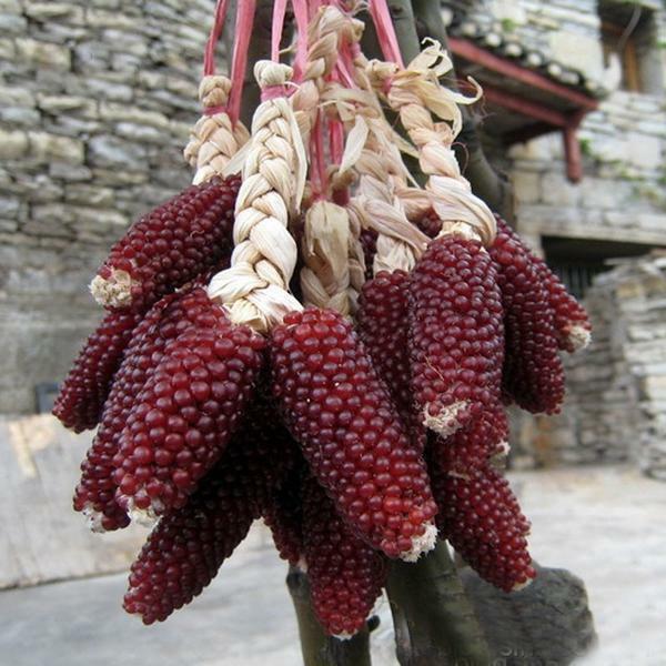 30 RED STRAWBERRY POPCORN SEEDS,Heirloom & NON-GMO Always Fresh Garden Seeds