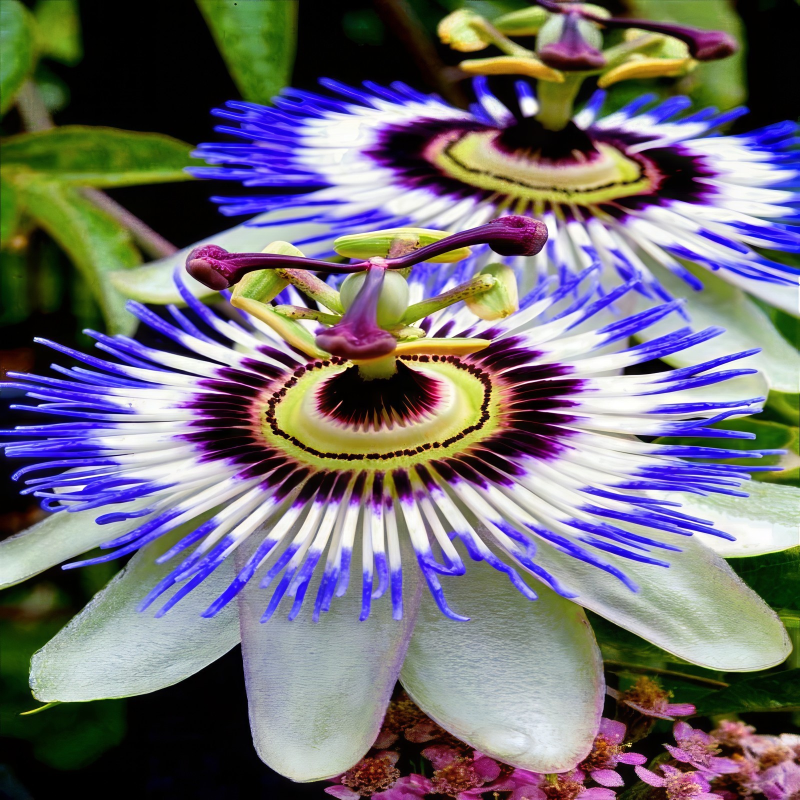 BLUE PASSION FLOWER SEEDS Climber Vine Fruit Plant Hummingbirds & Butterflies!