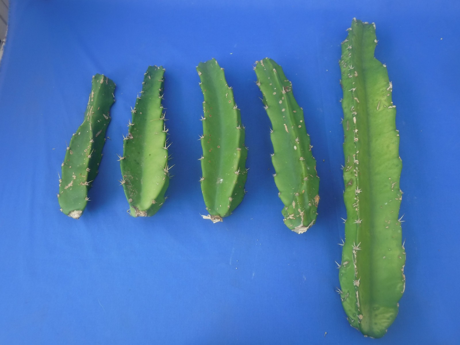 Acanthocereus tetragonus 5 CUTTINGS! 9″ to 19″ Tall! White Flower DISCOUNTED! Q1