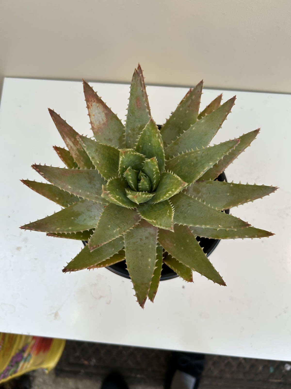 Live Large 10in. Short-Leaf Aloe Blue Aloe Brevifolia ‘Crocodile’ Plant w/roots