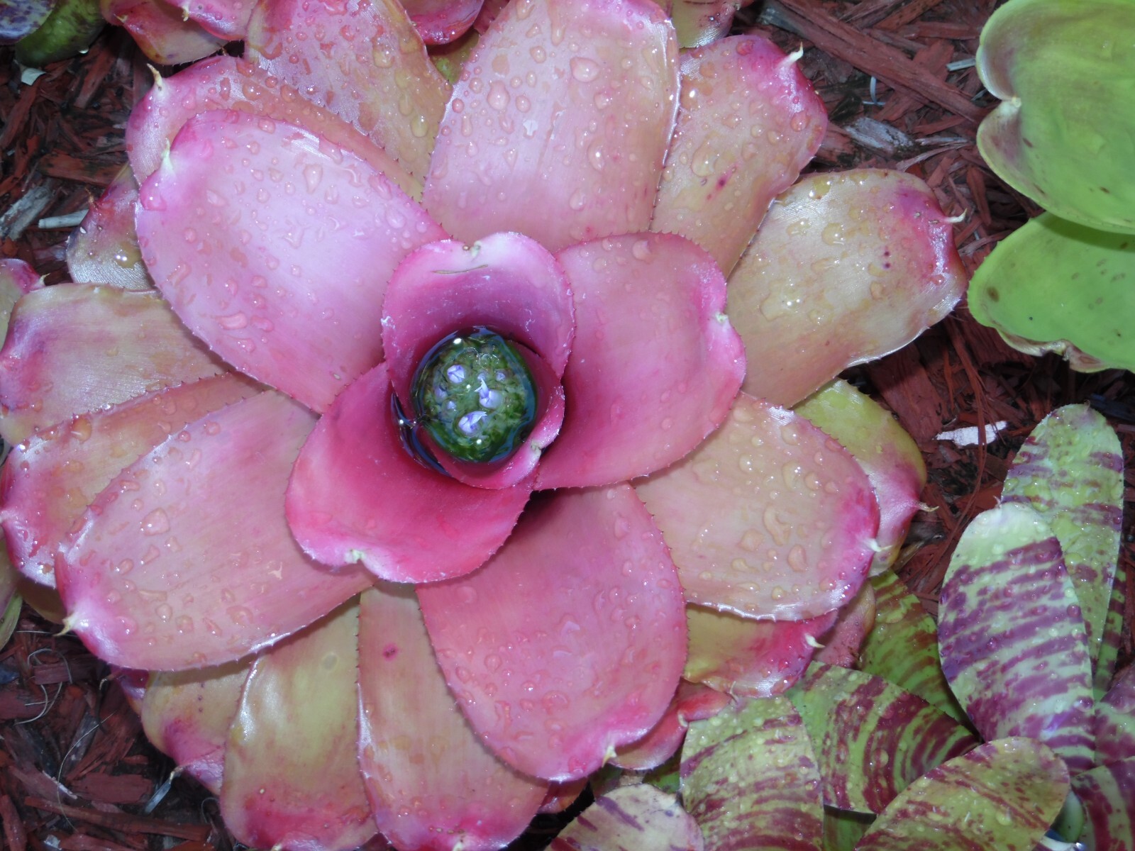 Neoregelia MYSTERY 1 Bromeliad one tropical plant *MEDIUM* ***SALE***