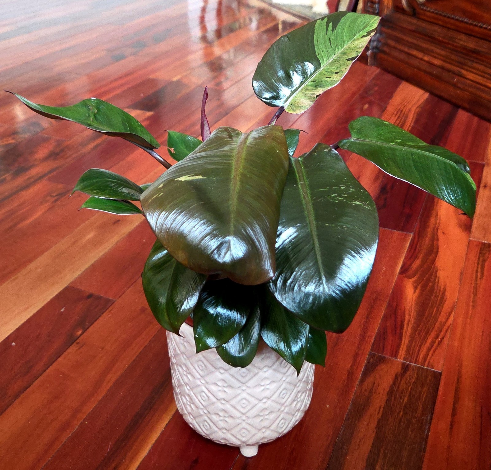 Rare Philodendron Variegated Black Cardinal 18″ Tall W/ Pups Aroid Not Monstera