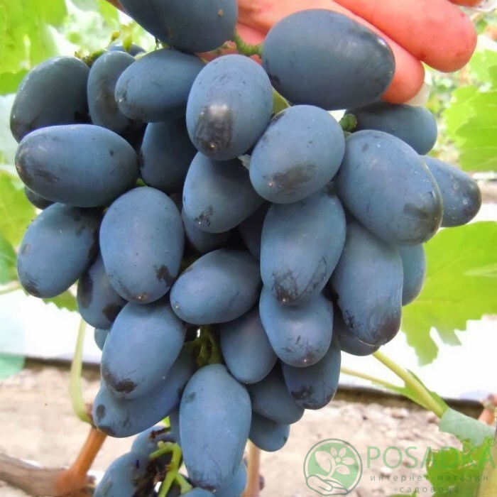 Rada grape- 2 cuttings ,imported/Ukraine- no roots- easy to root /limited suppl