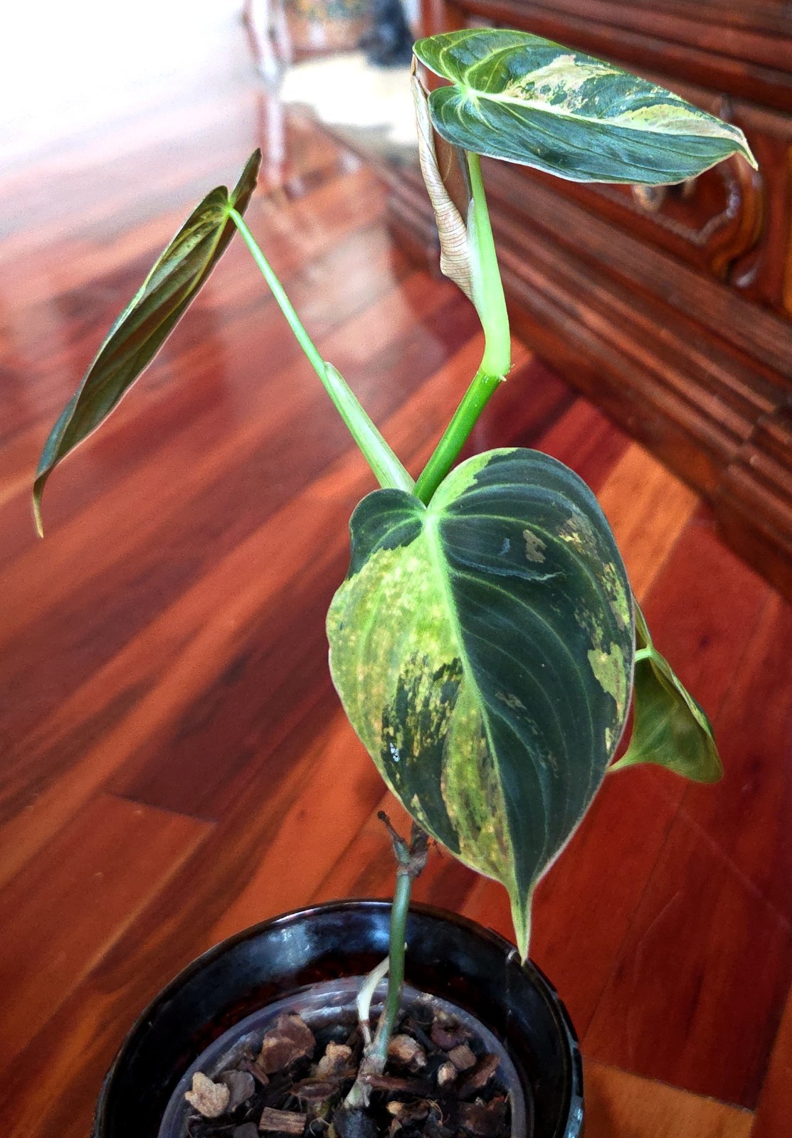 Rare Philodendron Variegated Melanochrysum 14″ Tall Not Anthurium Aroid Monstera