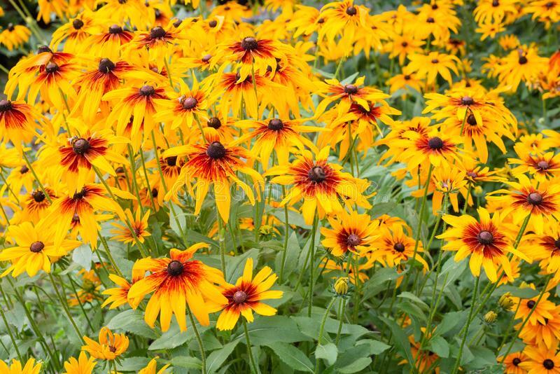 190 Seeds Gloriosa Daisy Fancy Black-Eyed Susan Perennial Heirloom Non-GMO