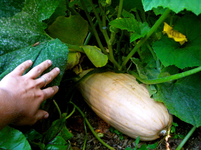 JUMBO PINK BANANA SQUASH SEEDS * 4 FOOT LONG * 70 POUNDS * 7 COUNT PKT. *