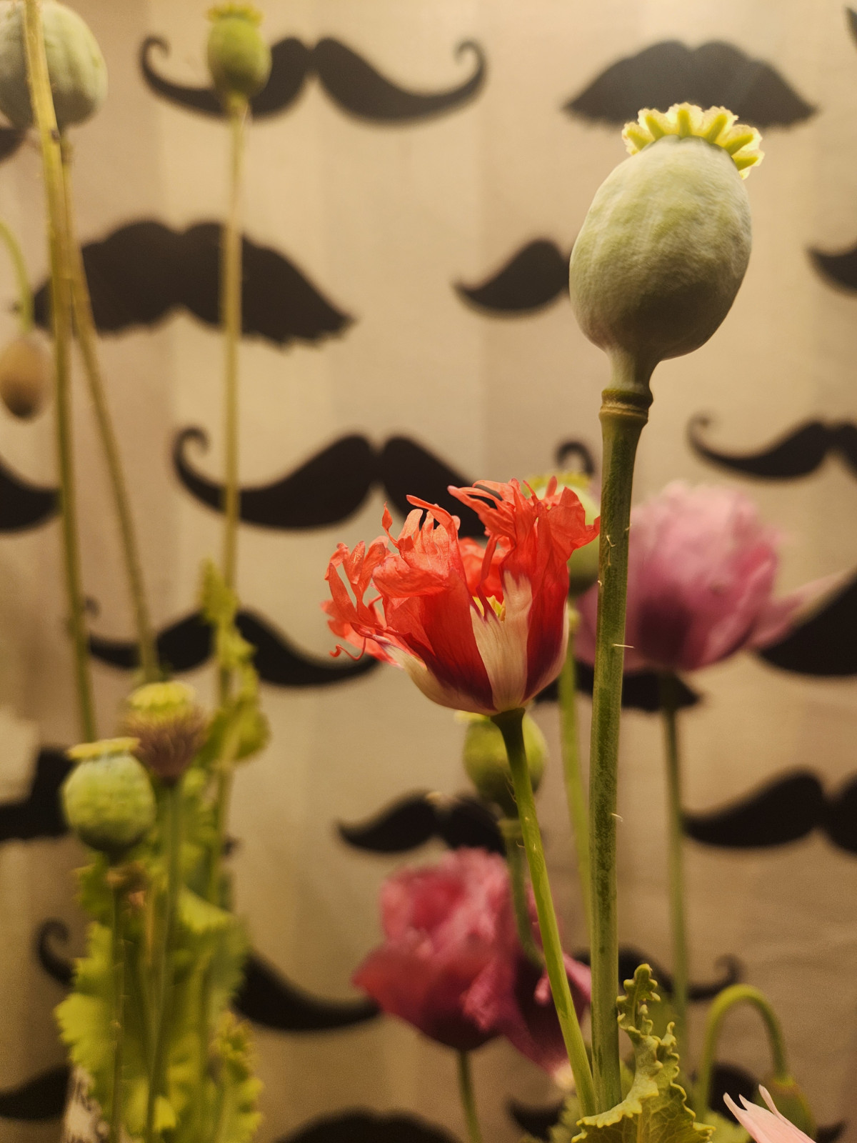 Izmir Burma Golden Triangle Papaver S. Poppy Seeds (1500 Pack)
