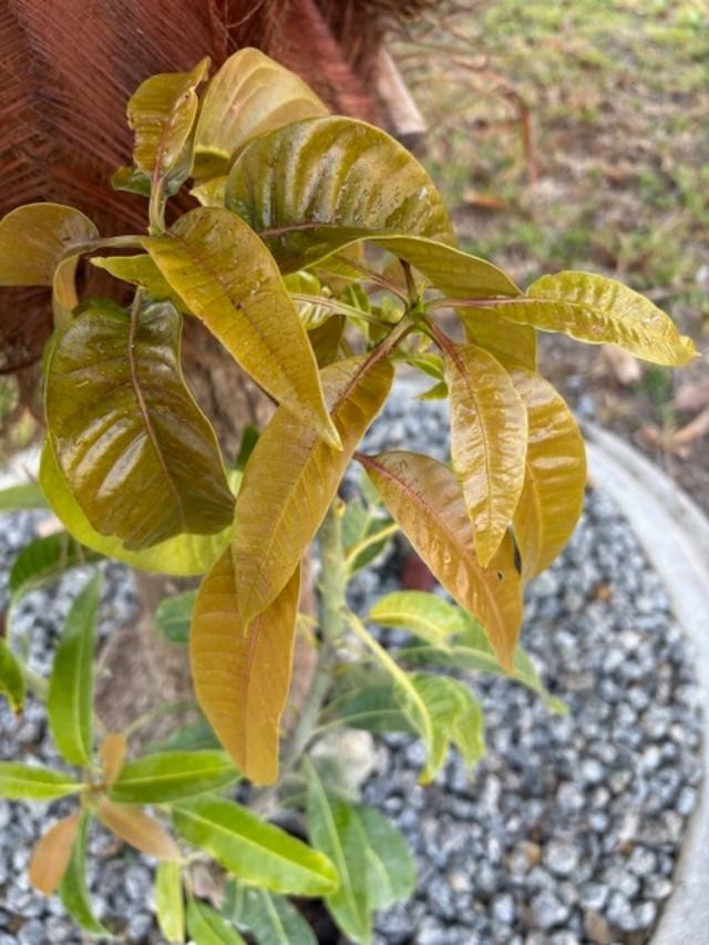 14 MO CARRIE MANGO TREE GRAFTED (MANGIFERA INDICA)