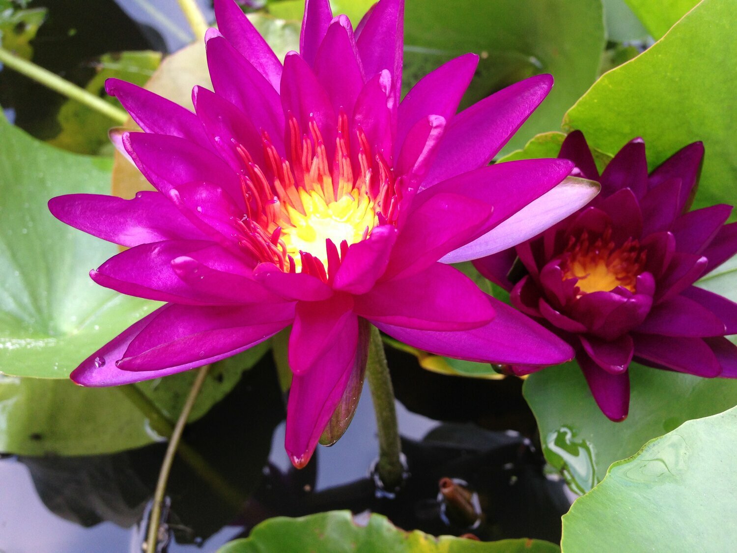 Live Purple Fantasy Purple Flower Winter Hardy Waterlily Aquatic Pond Plant