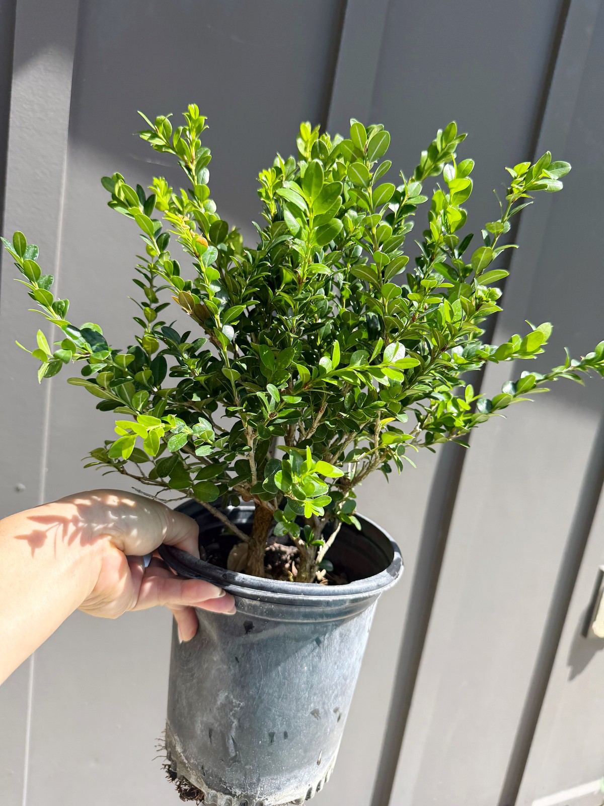 Green Beauty Boxwood, 1 Gallon Pot, Evergreen Hedge Shrub