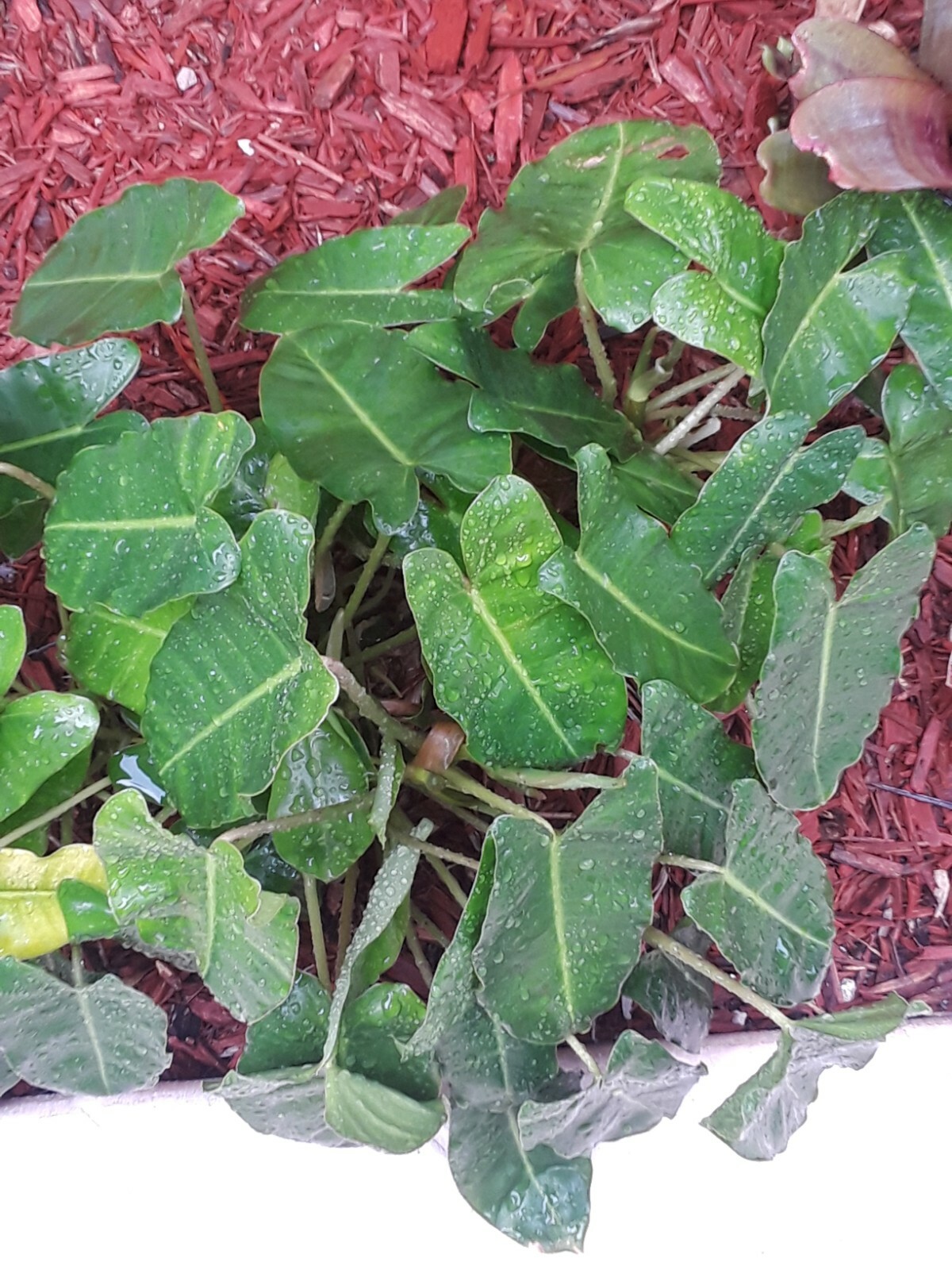 Burle Marx PHILODENDRON one tropical plant clipping