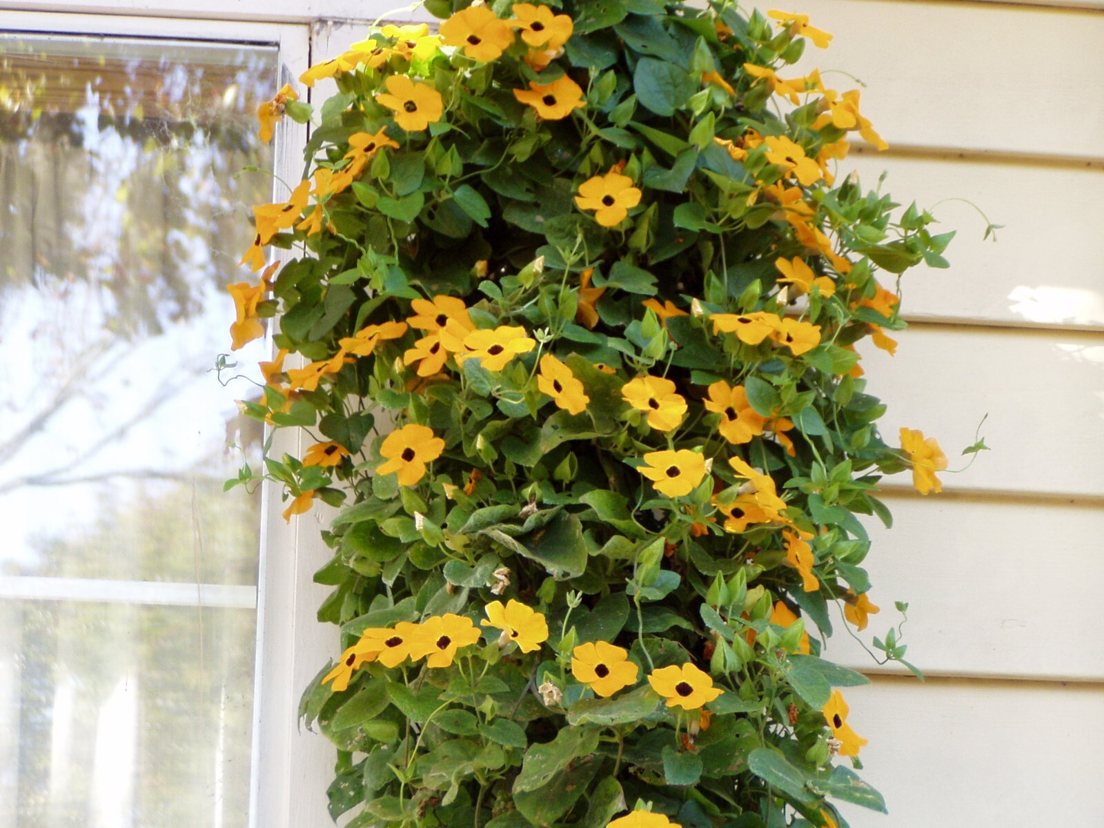 Thunbergia alata Black Eyed Susan Vine 10 seeds