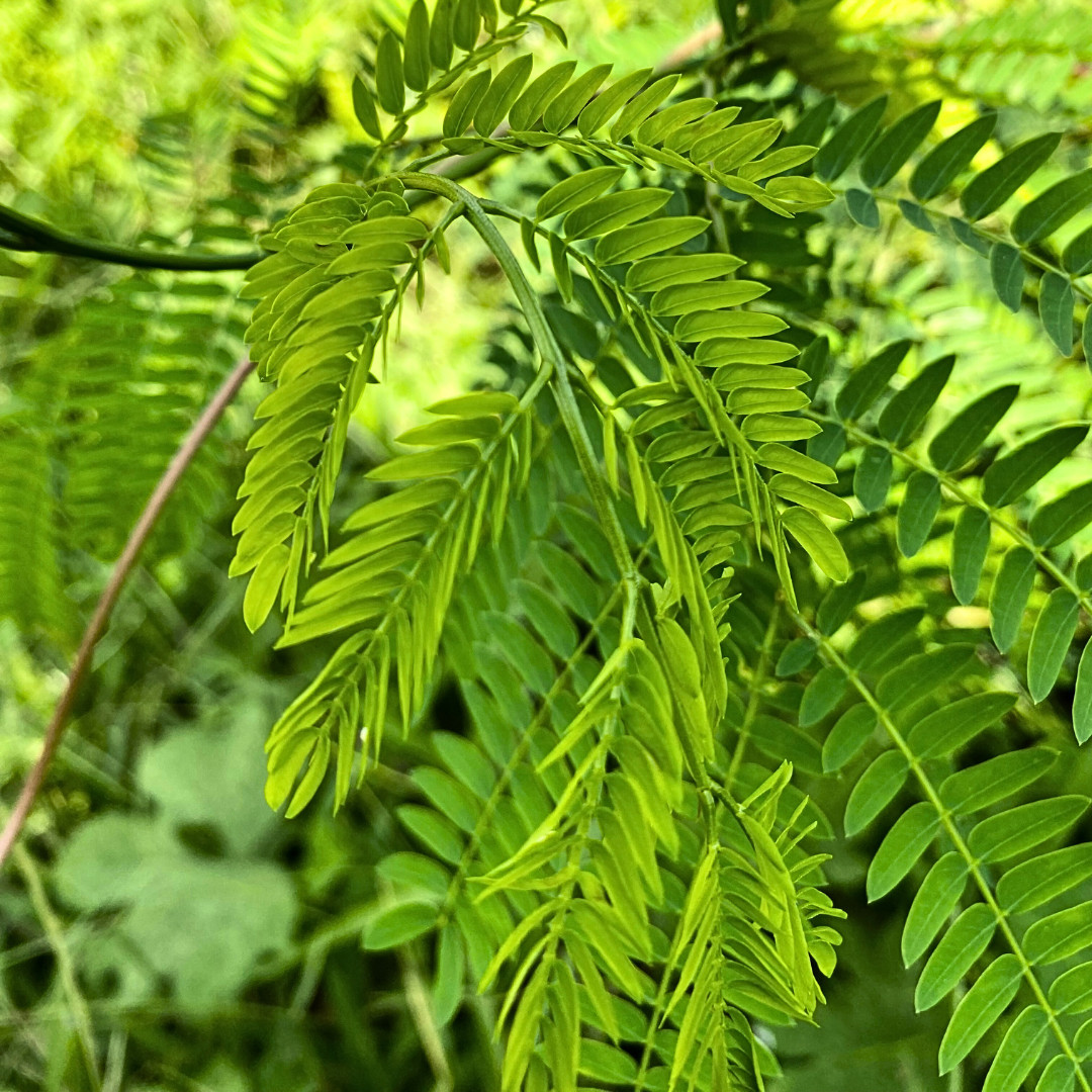Fresh Sensitive Plant Seeds | Mimosa Pudica | Heirloom Non-GMO | Flowers