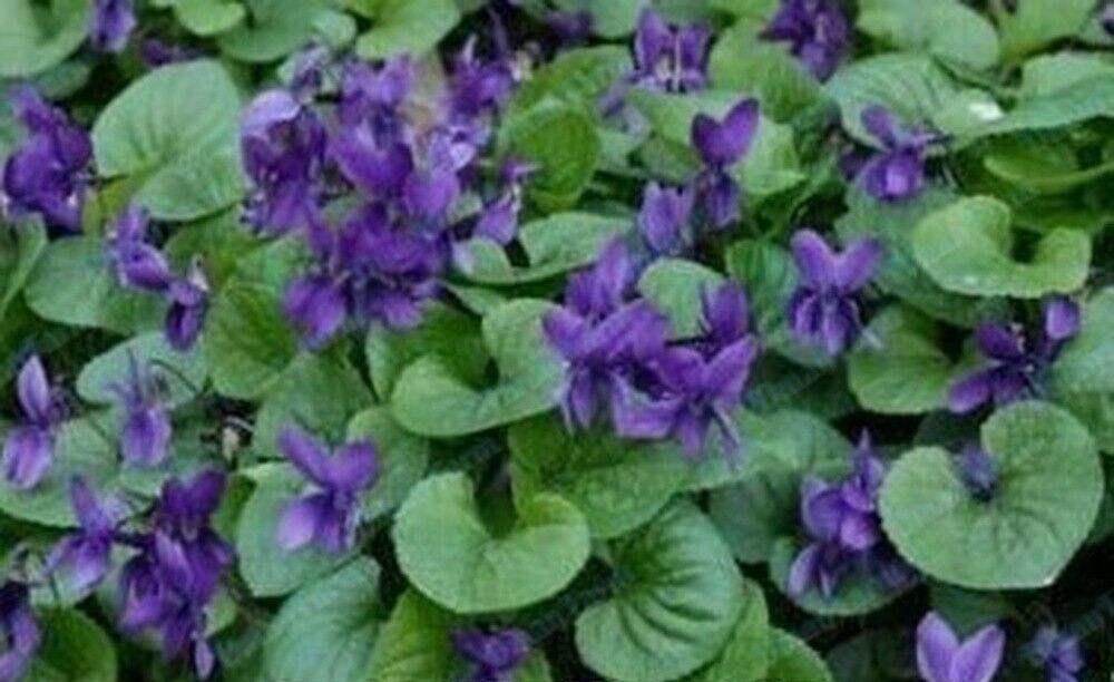 12 Wild Violet Flower Plant Purple Viola, Bareroot Rhizomes Bulbs