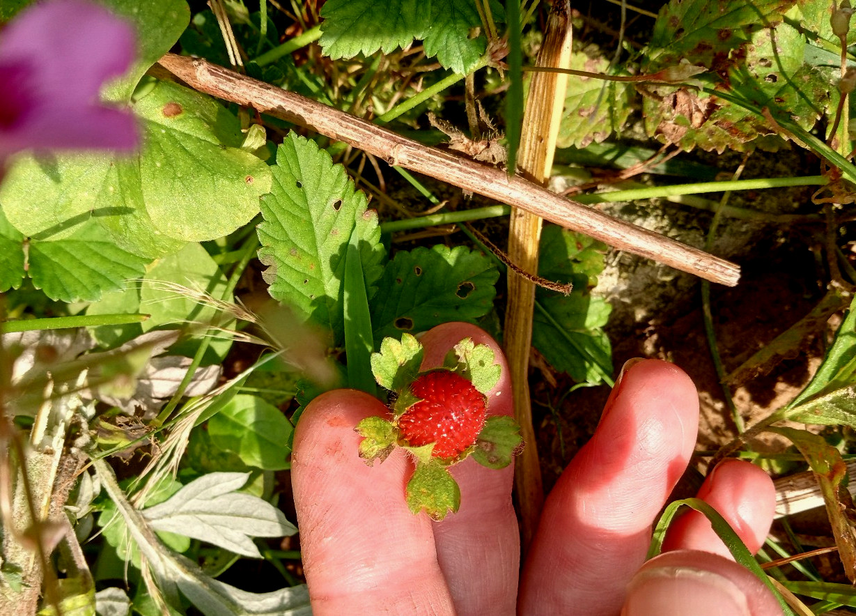 Wild Strawberry/Indian Strawberry ( Duchesnea indica) Ground Cover- 2 Plants