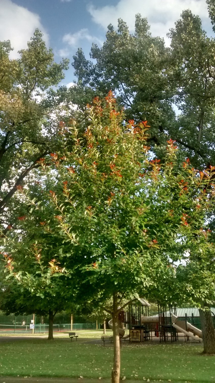 Black Gum tree quart pot (Nyssasylvatica)