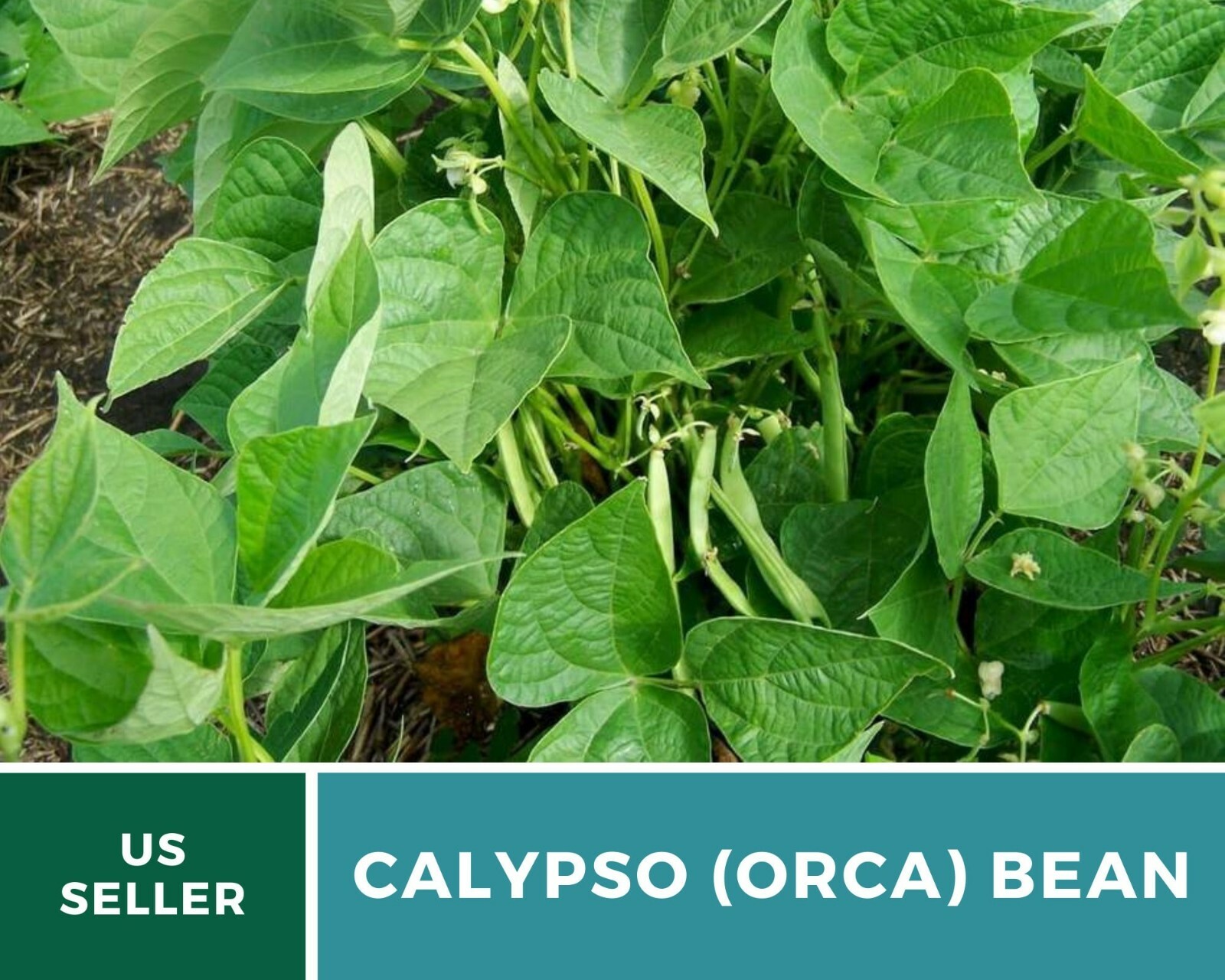 Bean, Calypso (Orca) – 25 Seeds, Bush, Heirloom Vegetable (Phaseolus vulgaris)