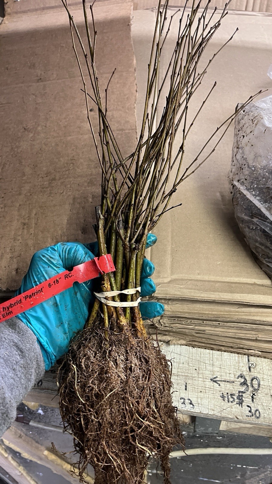 12 inches tall Ulmus hybrid ‘Patriot’ Bare root Elm Tree