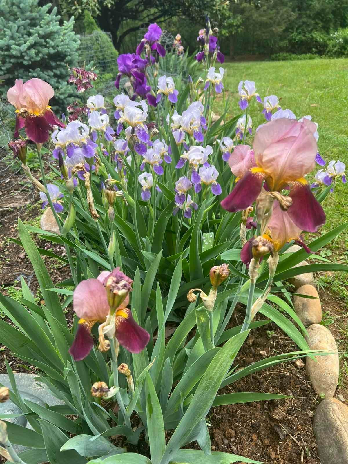 8X Iris Mixed Varieties Live Bulbs 4 White Lavender/Purple +4 Pink/Burgundy