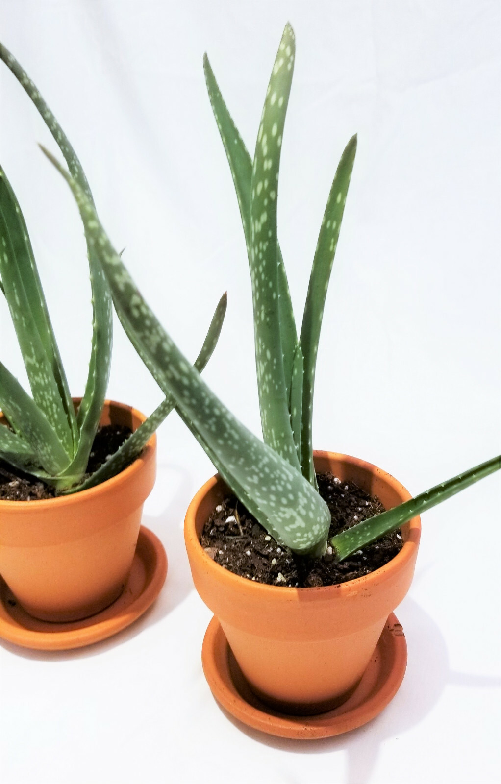 Set of 4, 4″-8″ Organic Aloe Vera Succulent Plants, Homeopathic Herbal Medicinal