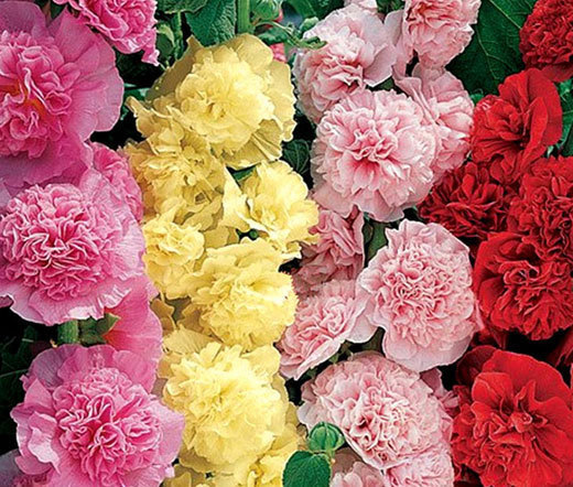 HOLLYHOCK CHATER’S DOUBLE MIXED COLORS Alcea Rosea – 150 Bulk Seeds