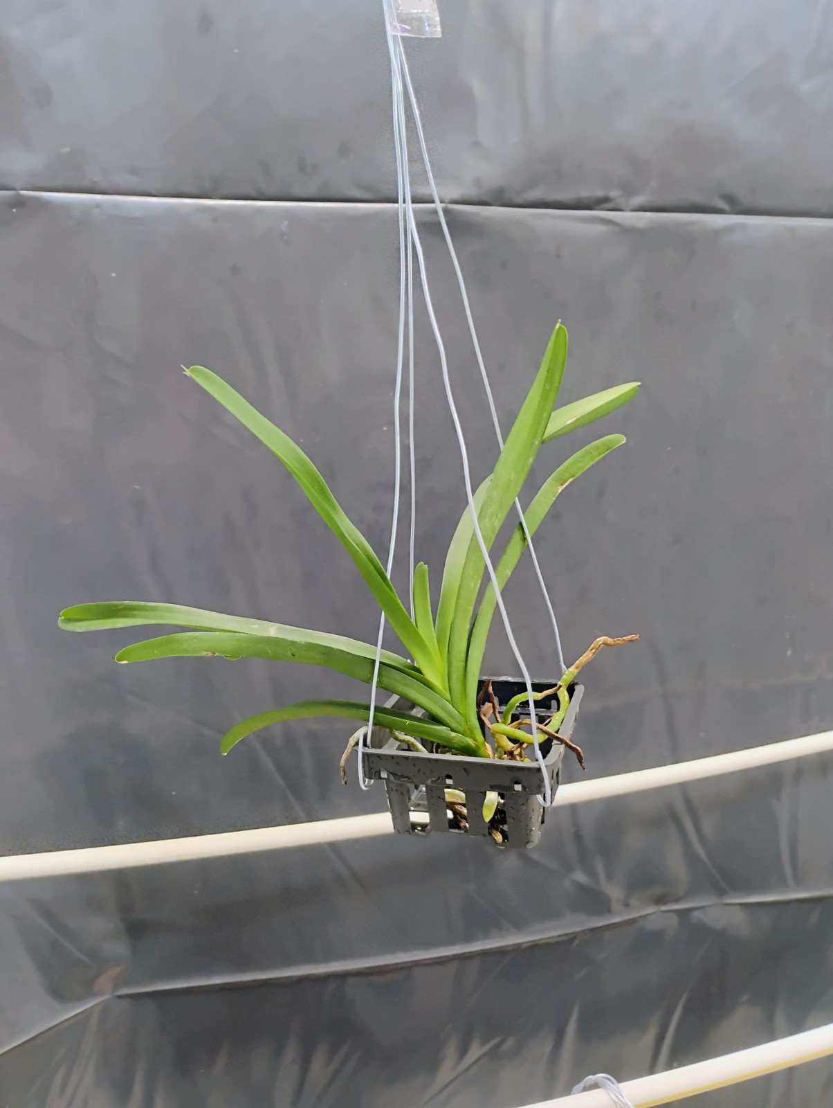 Vanda – Suphan Pink