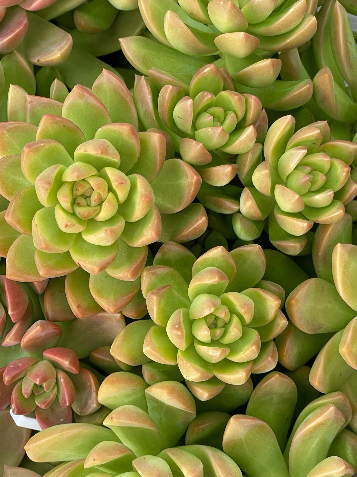 Rare Succulent Sedum Adolphi Golden Glow 2-3 Inches Unrooted Live Plant Cutting