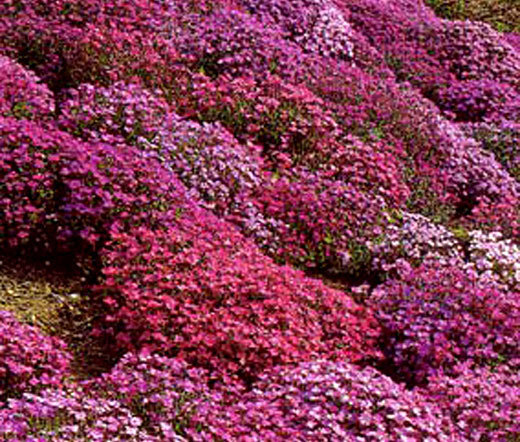 AUBRIETA ROCK CRESS CASCADE MIX Aubrieta Hybrida Superbissima – 500 Bulk Seeds