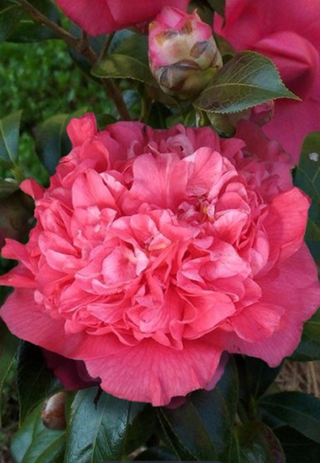 Kumasaka ~~Camellia Japonica–Live STARTER Plant–VERY UNIQUE BLOOMS!