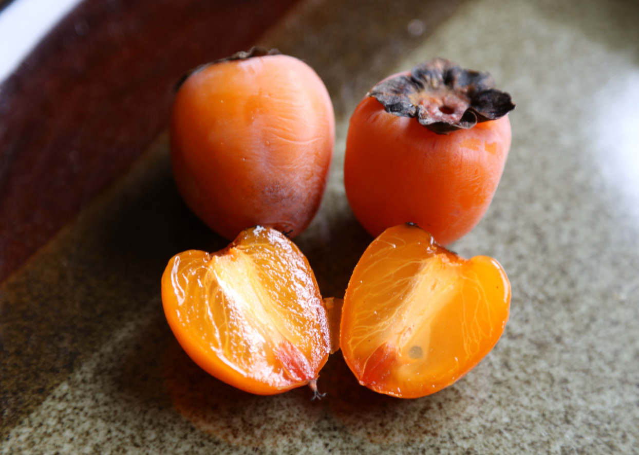 Live American Persimmon Tree – Diospyros virginiana – Fruiting Tree in 4″ Pot