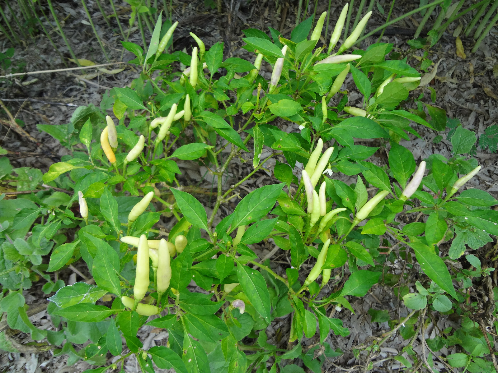 Thai White Chili Pepper Rare Heirloom Strain Extremely Hot Discovered in 1971!