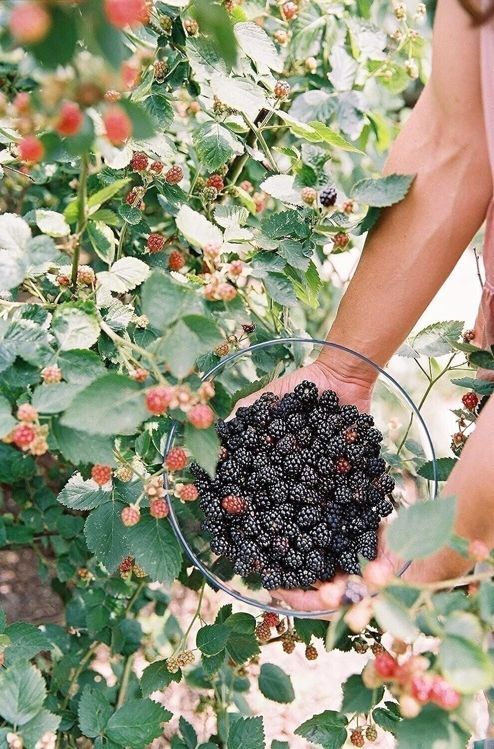 Blackberry Plant – Live Plants in 2 Inch Pots – Rubus – Fruit Trees