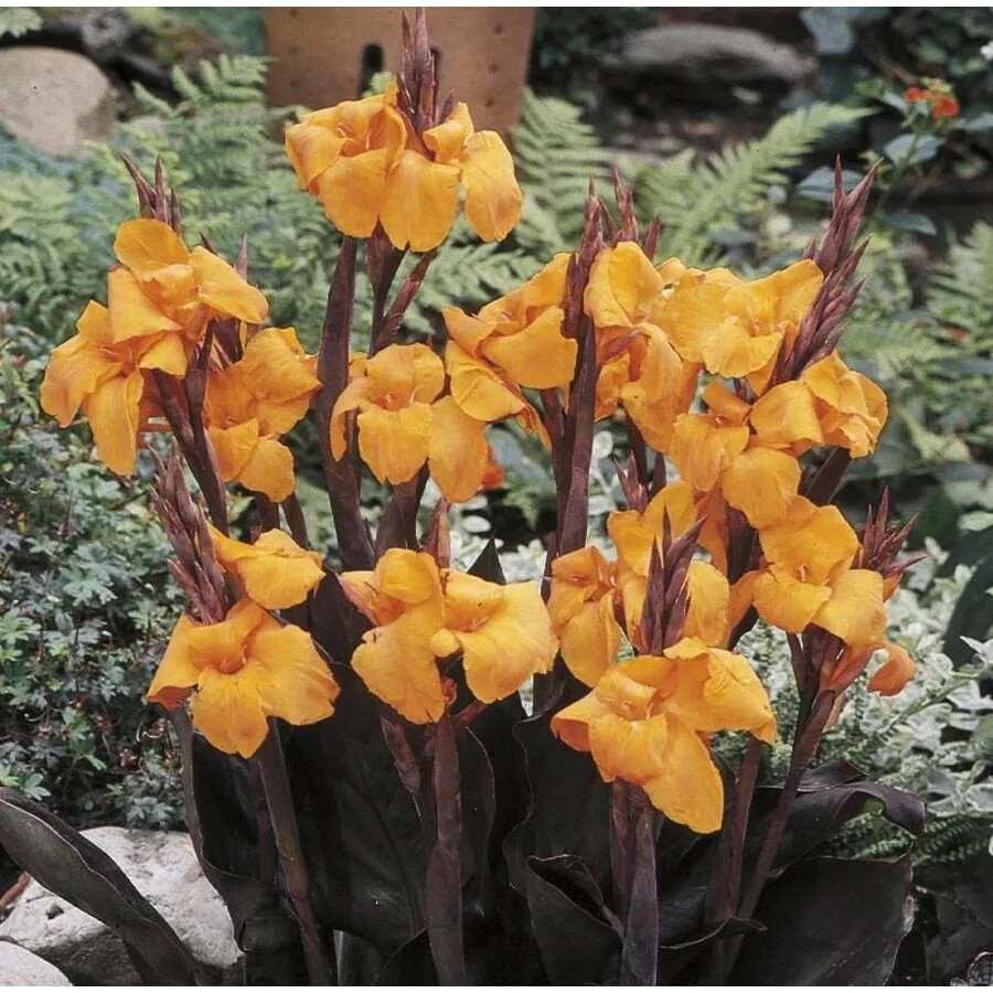 Canna Lily Orange WYOMING 3 Live Flower Plant Bulbs Purple Variegated Leaves
