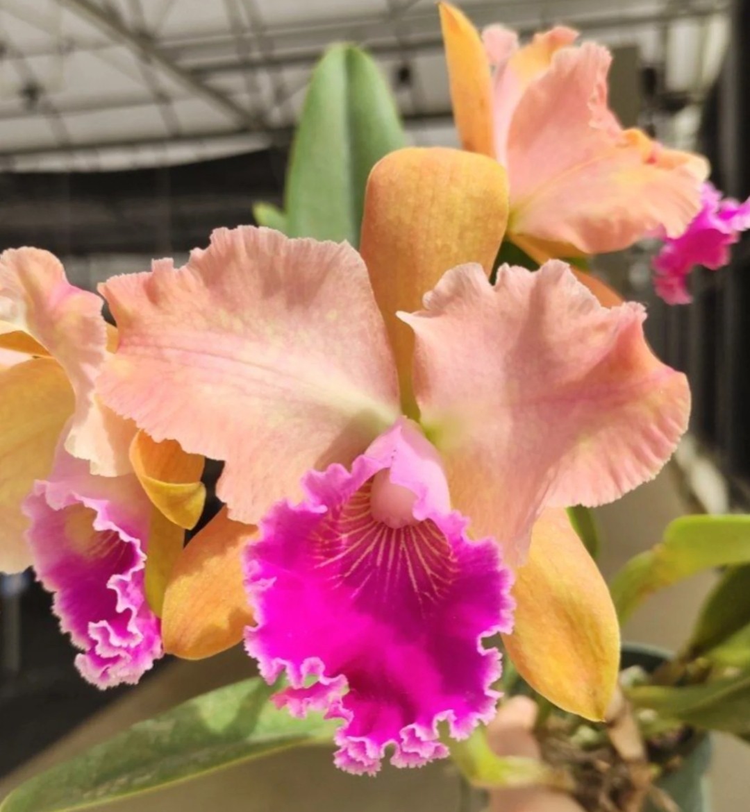 Rhyncholaeliocattleya Wayra Live Orchid Plant Pink Orange Color Varies Cattleya