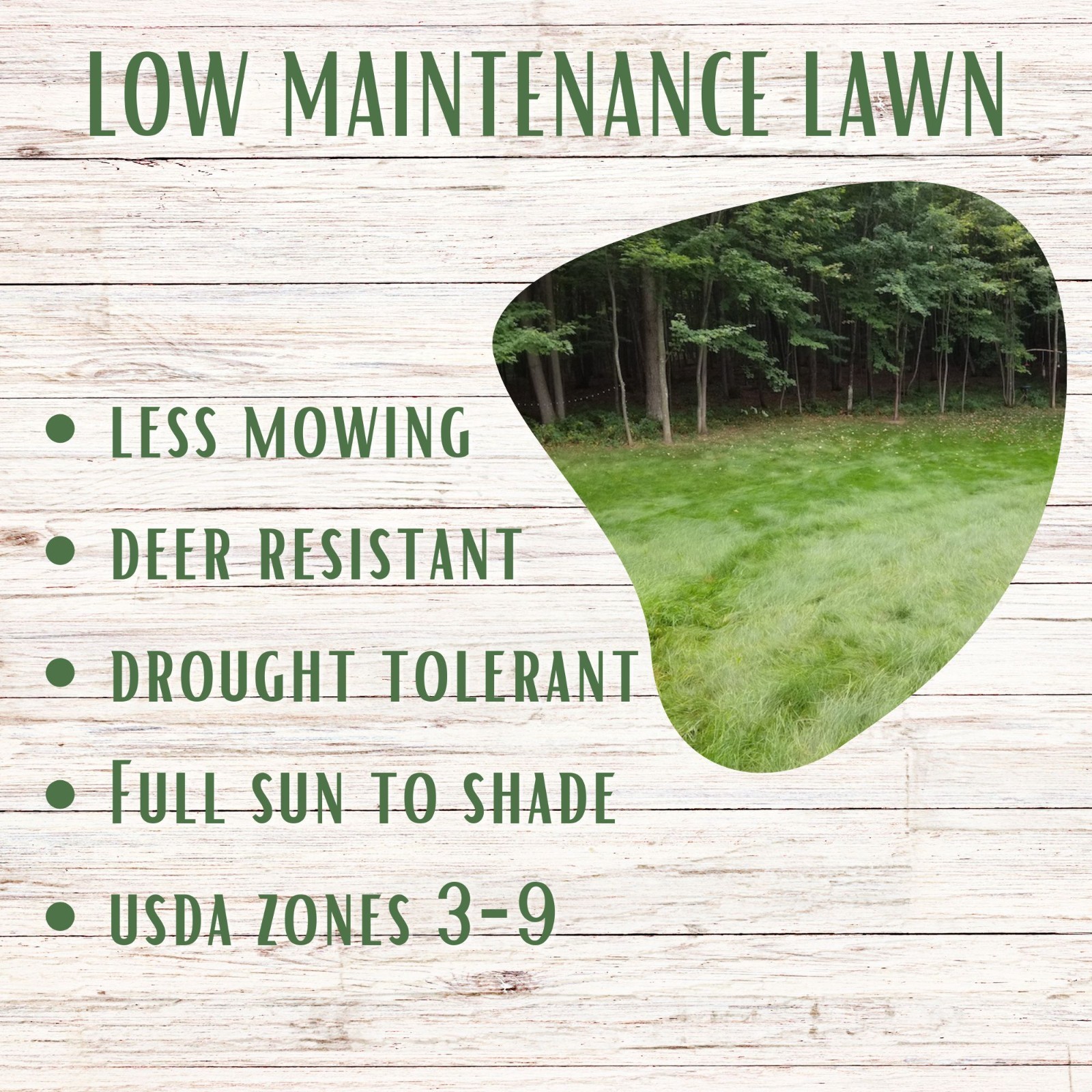 Mow Less Fine Fescue Grass Seed, Low Maintenance Lawn, Shade Tolerant