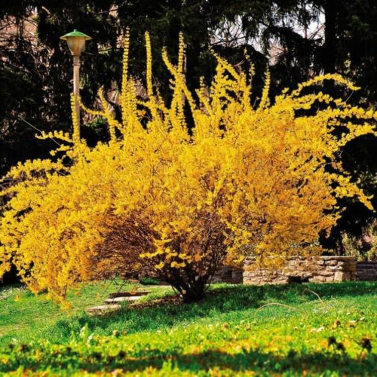 Forsythia Gold Lynwood Golden Xintermedia Bells Light Lemon Yellow Flower 4″ Pot