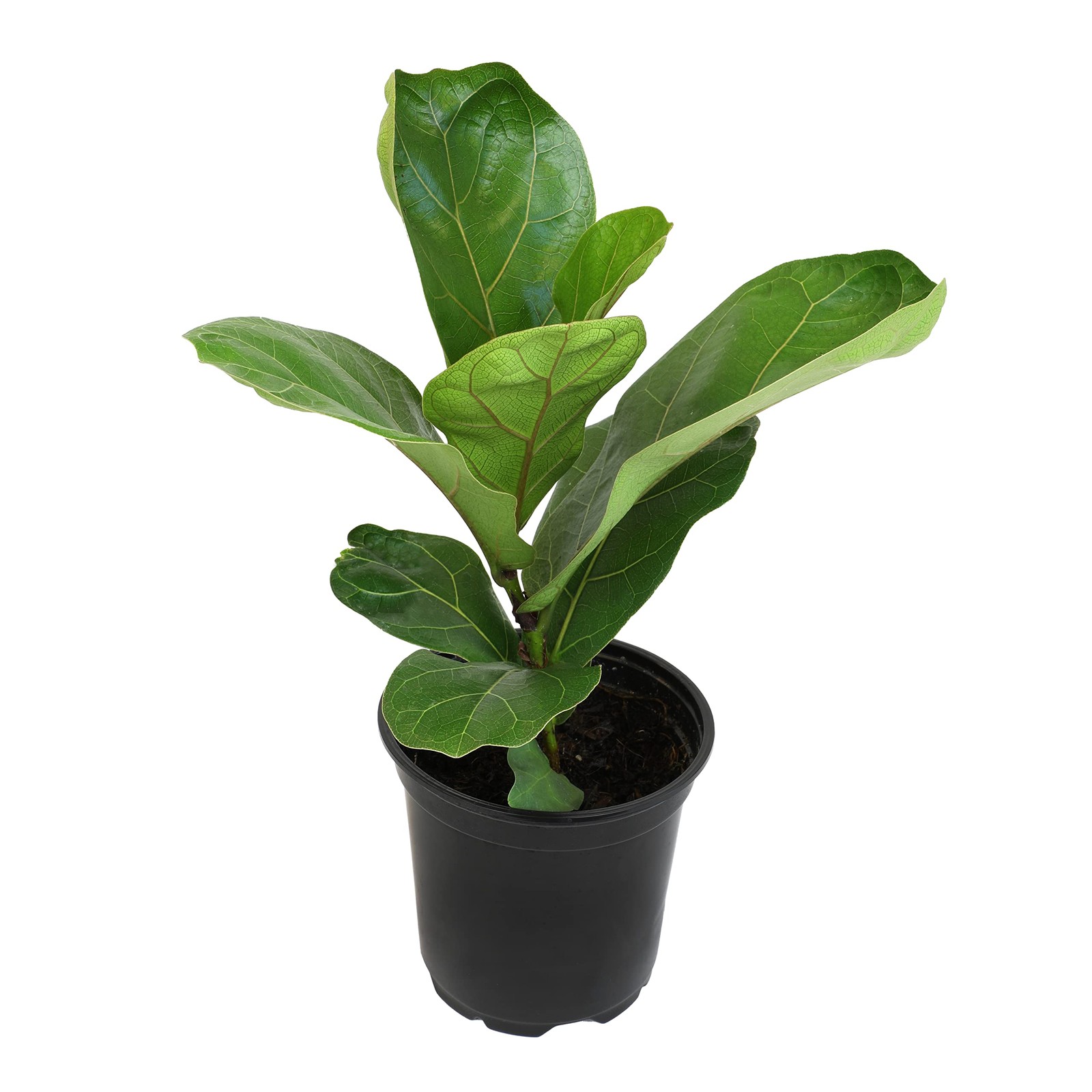 Live Fiddle Leaf Fig Plant Indoor Houseplant in Planter Pot with Soil Mix