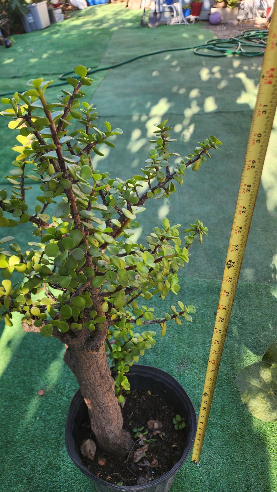 Large Portulacaria Afra 30″tall,Fat and Mature trunk,shipping bare roots.
